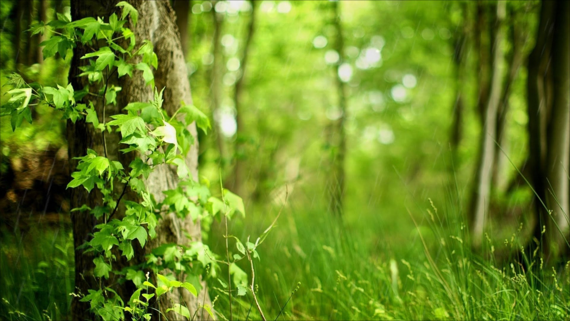 Nature Rain Wallpapers