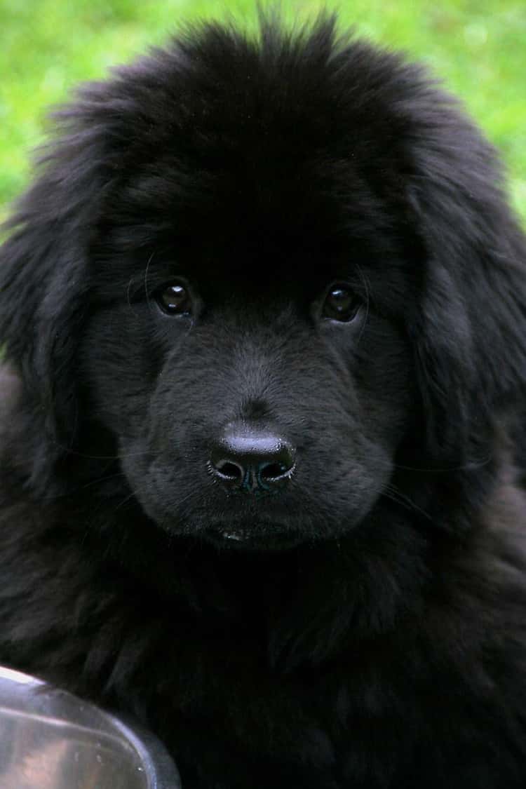 Newfoundland Dog Wallpapers