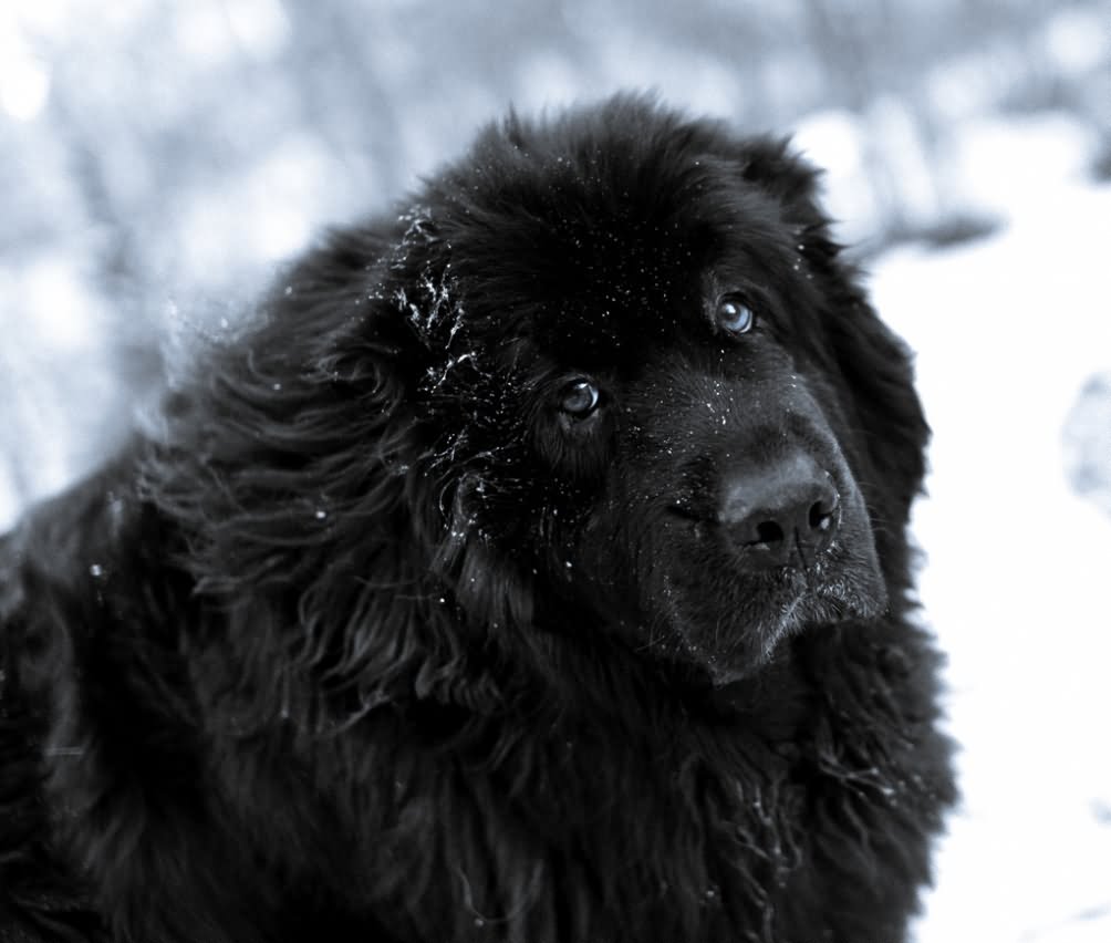 Newfoundland Dog Wallpapers