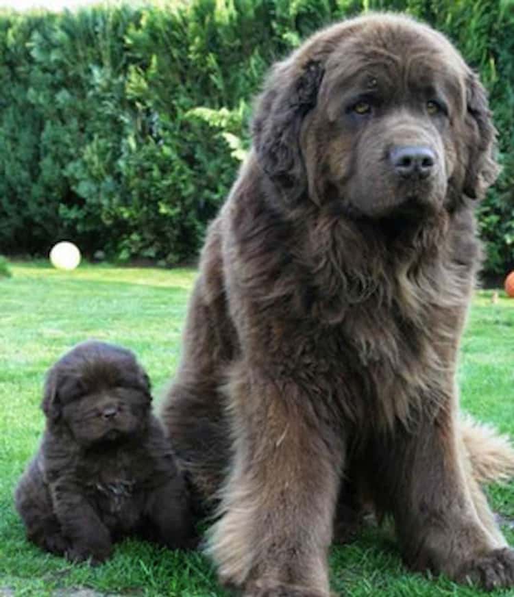 Newfoundland Dog Wallpapers