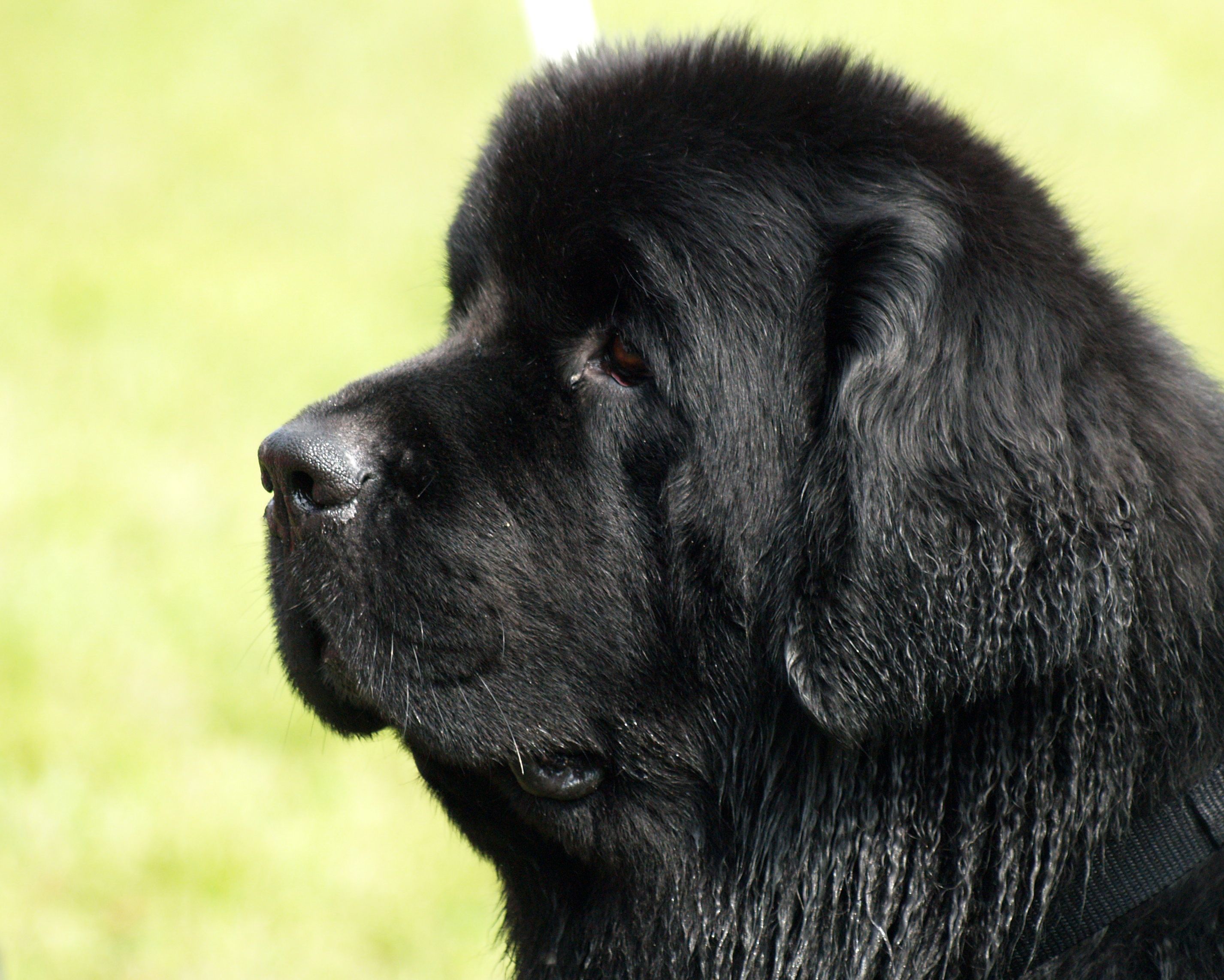 Newfoundland Dog Wallpapers