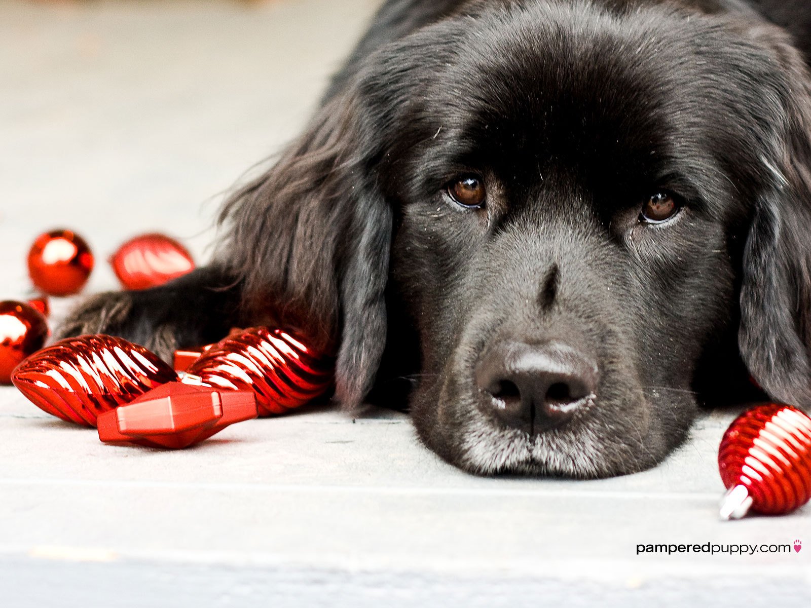 Newfoundland Dog Wallpapers