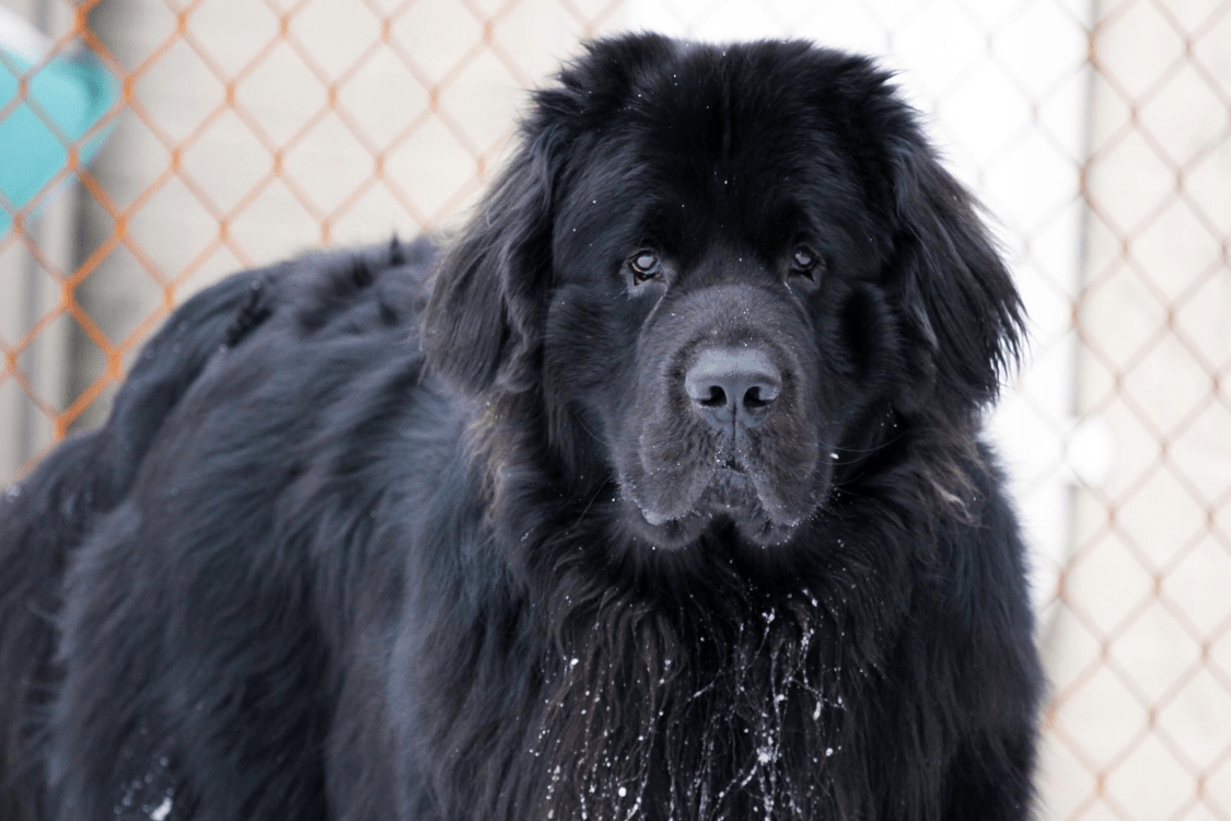 Newfoundland Dog Wallpapers