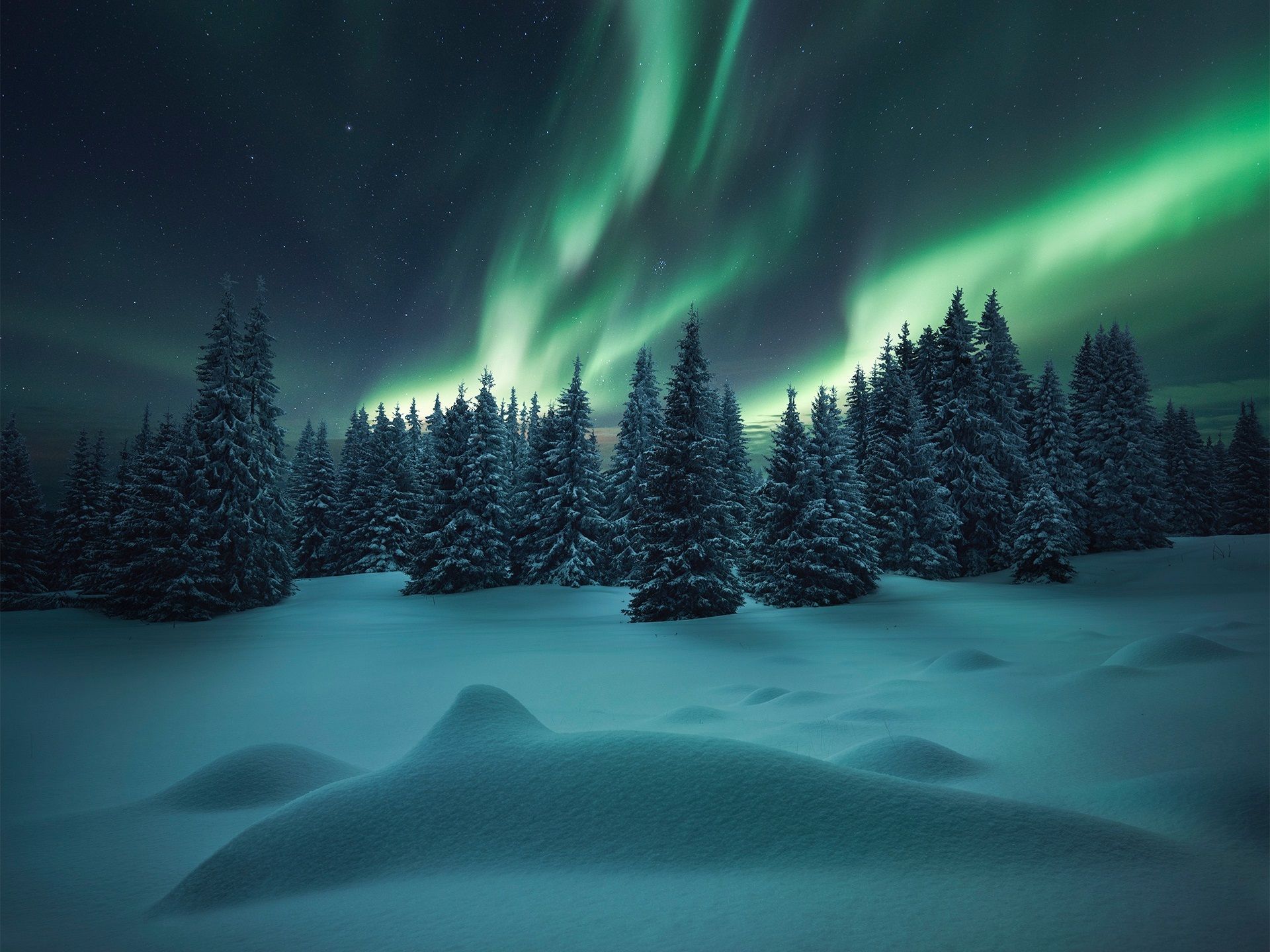 Northern Lights Forest Wallpapers