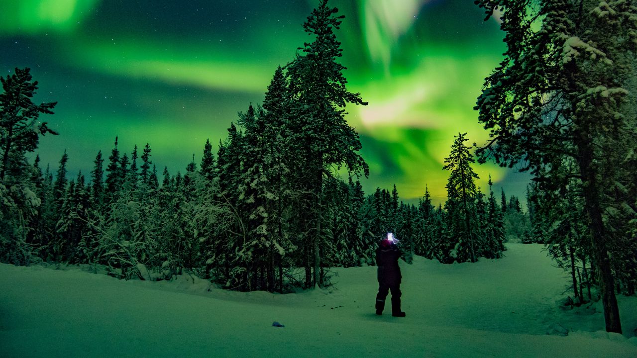 Northern Lights Forest Wallpapers