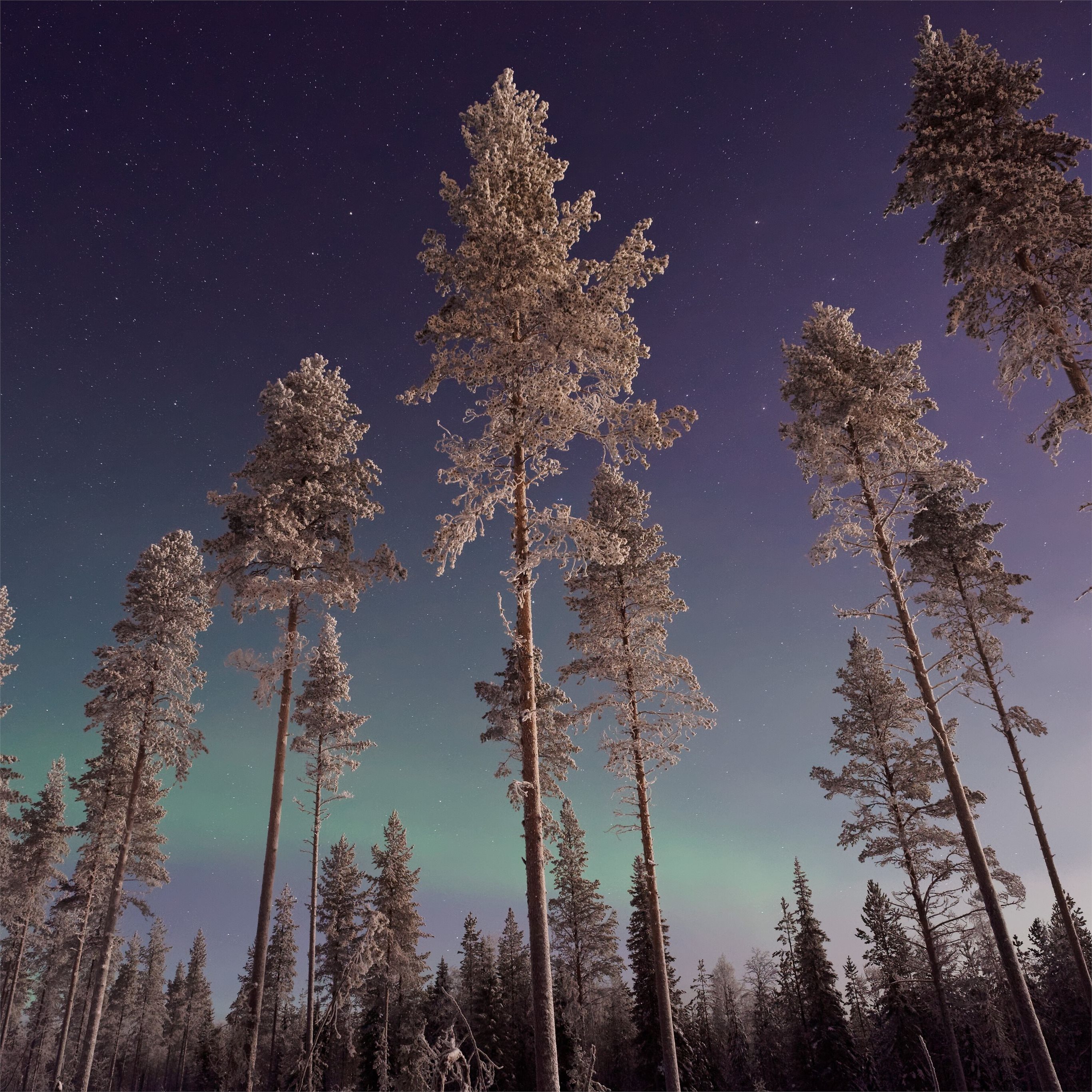 Northern Lights Forest Wallpapers