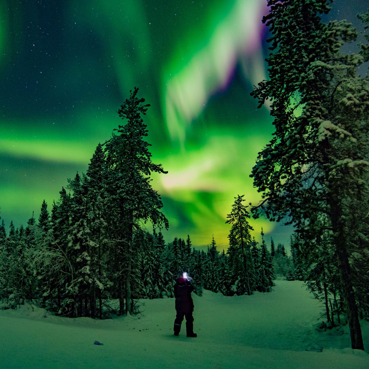 Northern Lights Forest Wallpapers