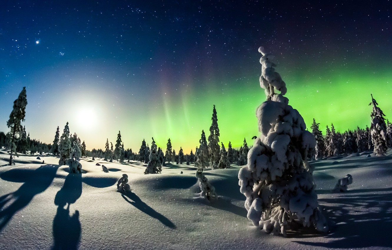 Northern Lights Forest Wallpapers