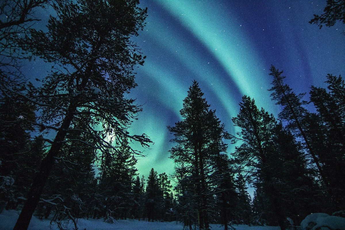 Northern Lights Forest Wallpapers