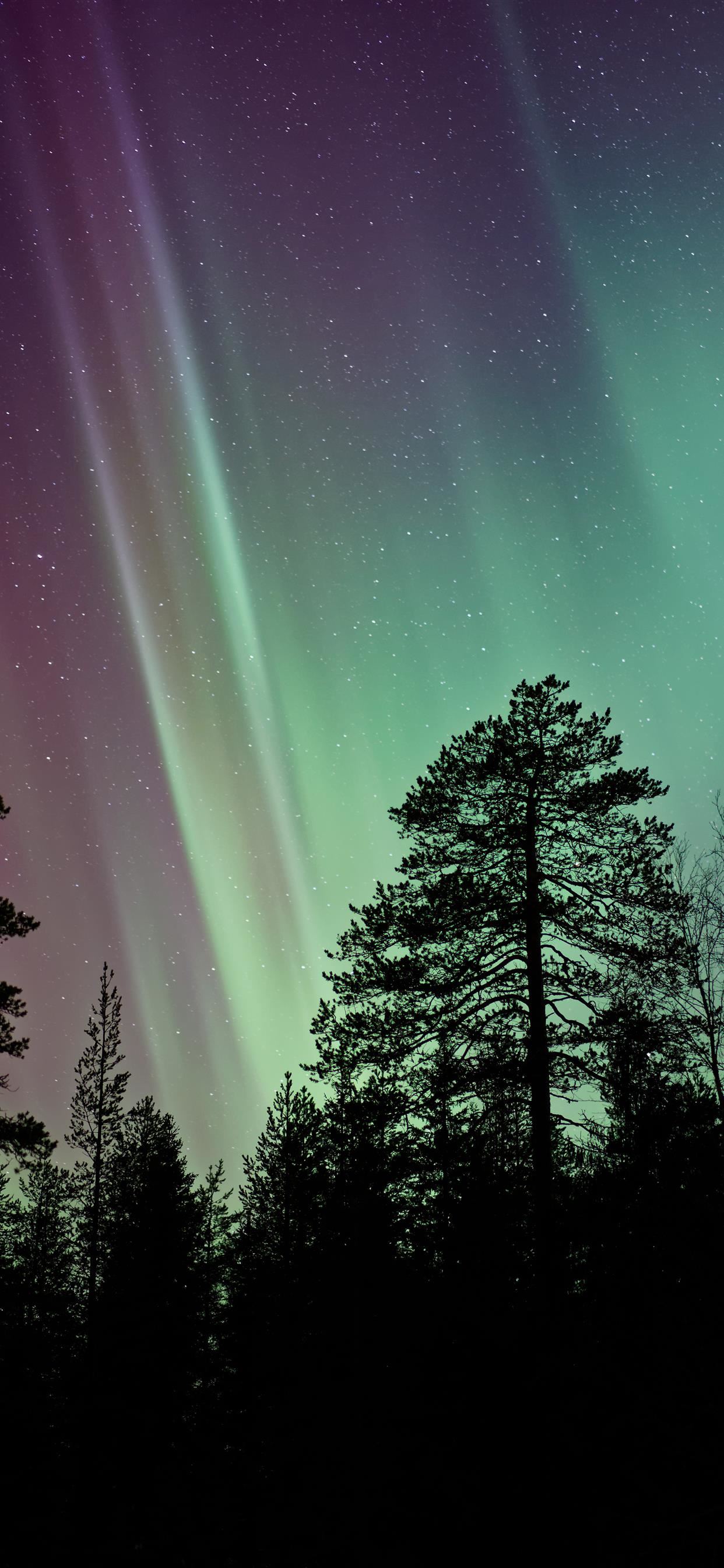 Northern Lights Forest Wallpapers