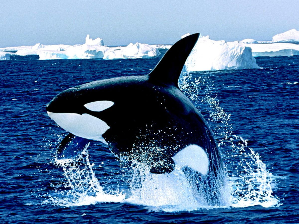 Ocean Animals Wallpapers