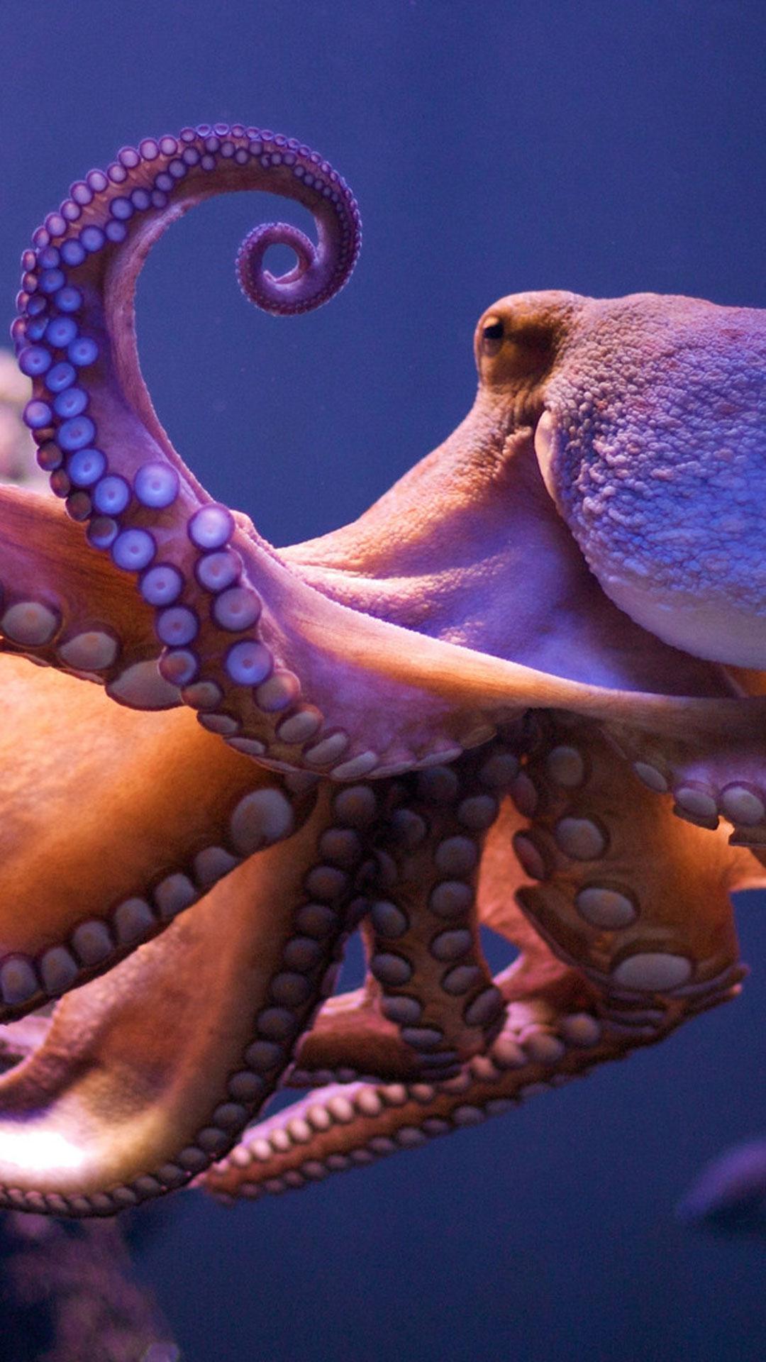 Octopus Iphone Wallpapers