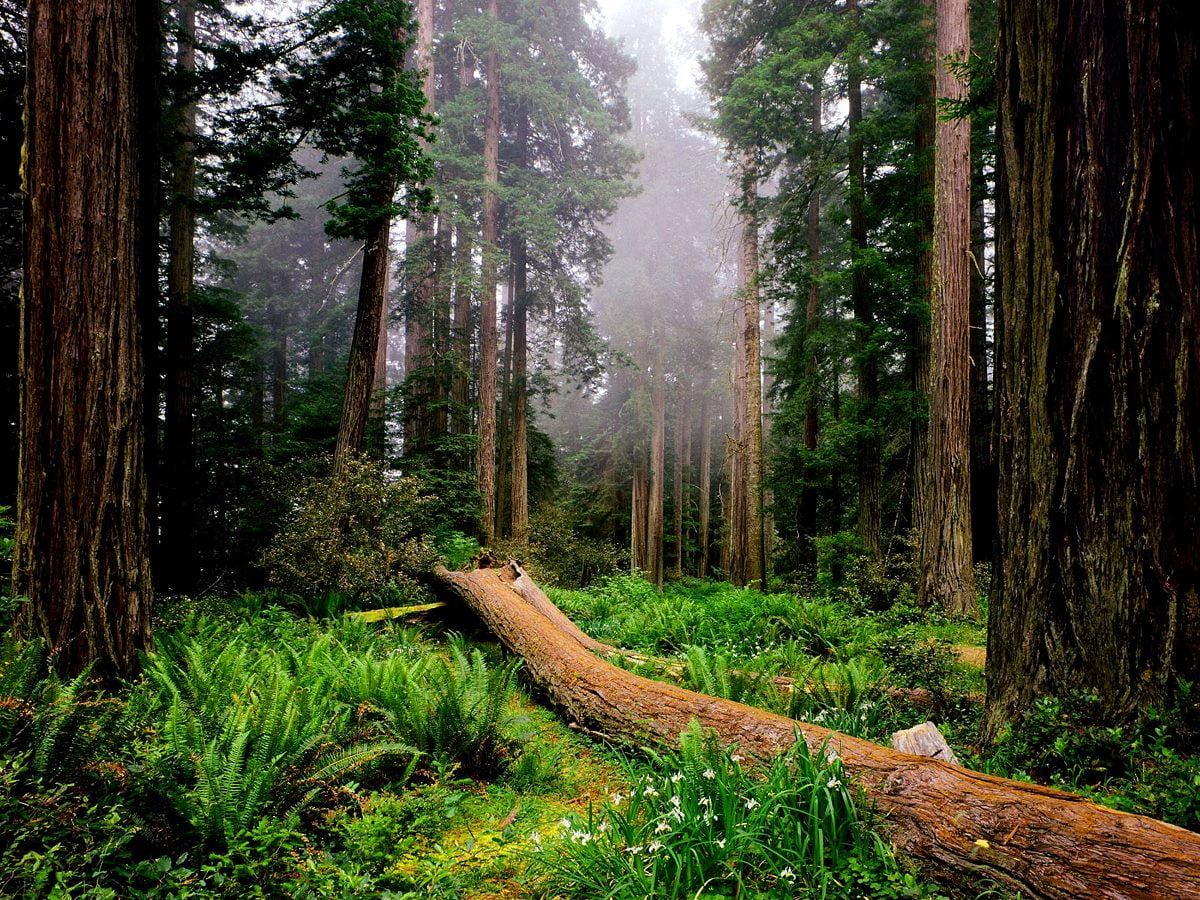 Old Growth Forest Wallpapers