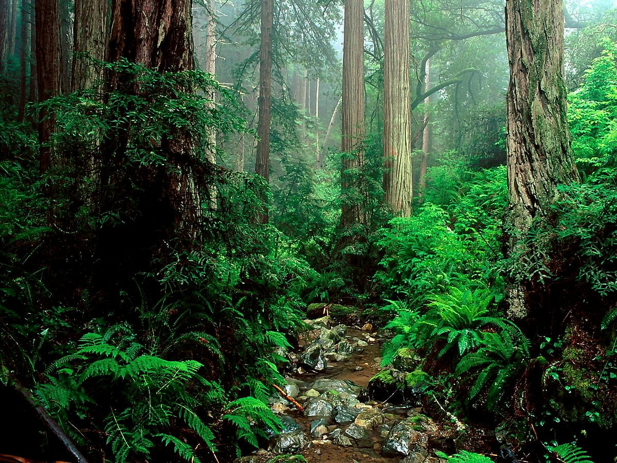 Old Growth Forest Wallpapers