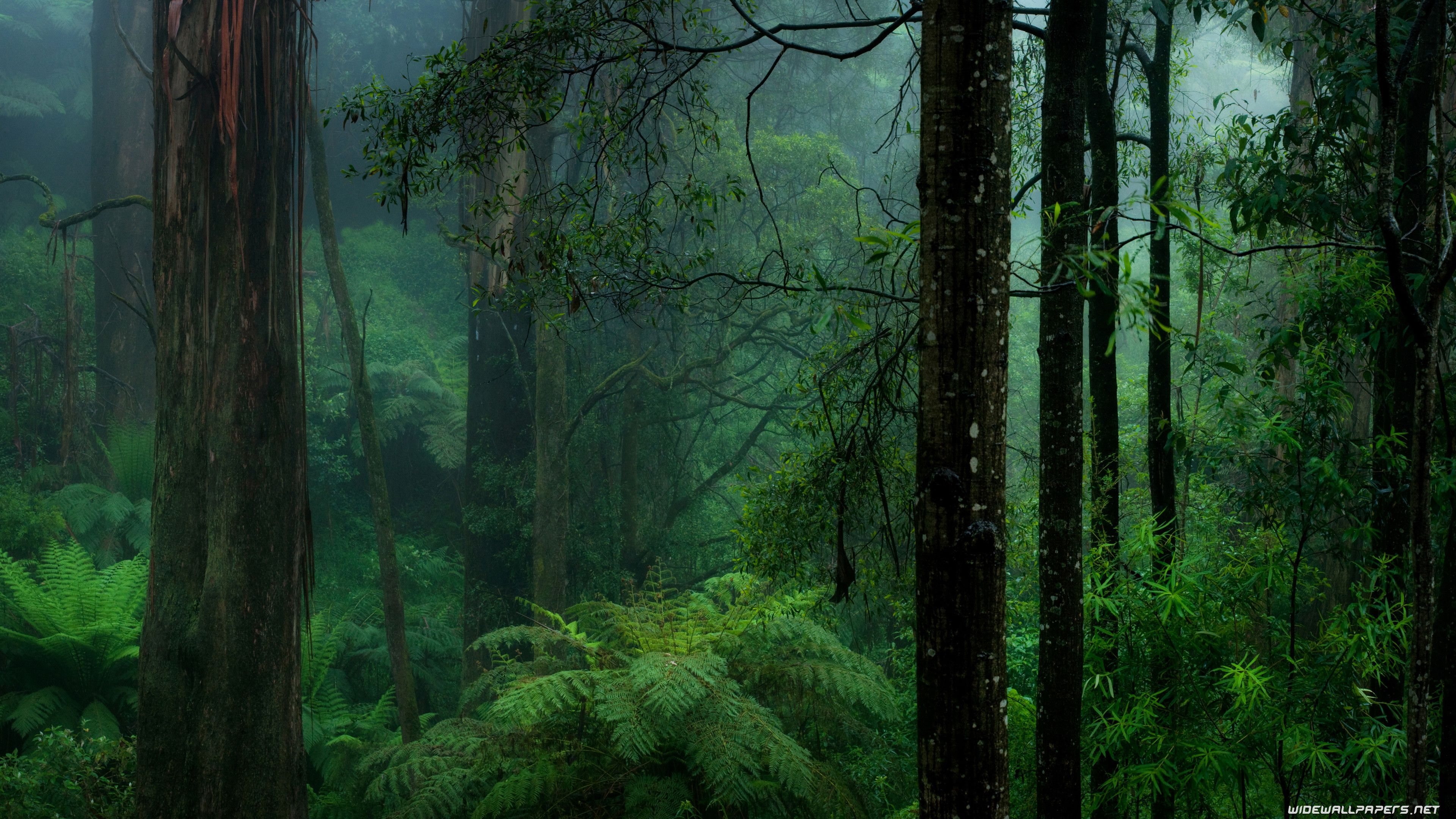 Old Growth Forest Wallpapers