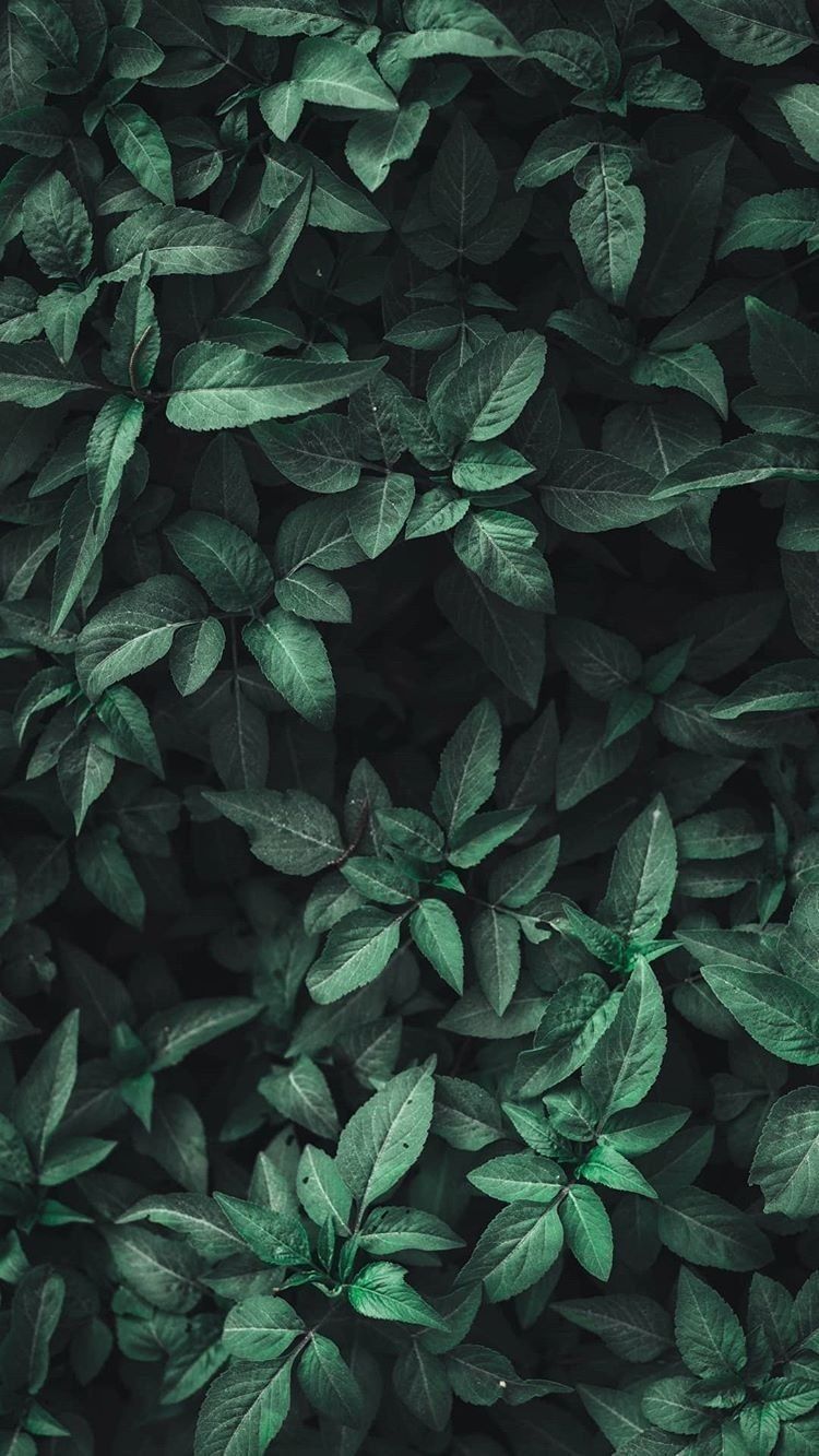 Olive Green Aesthetic Wallpapers