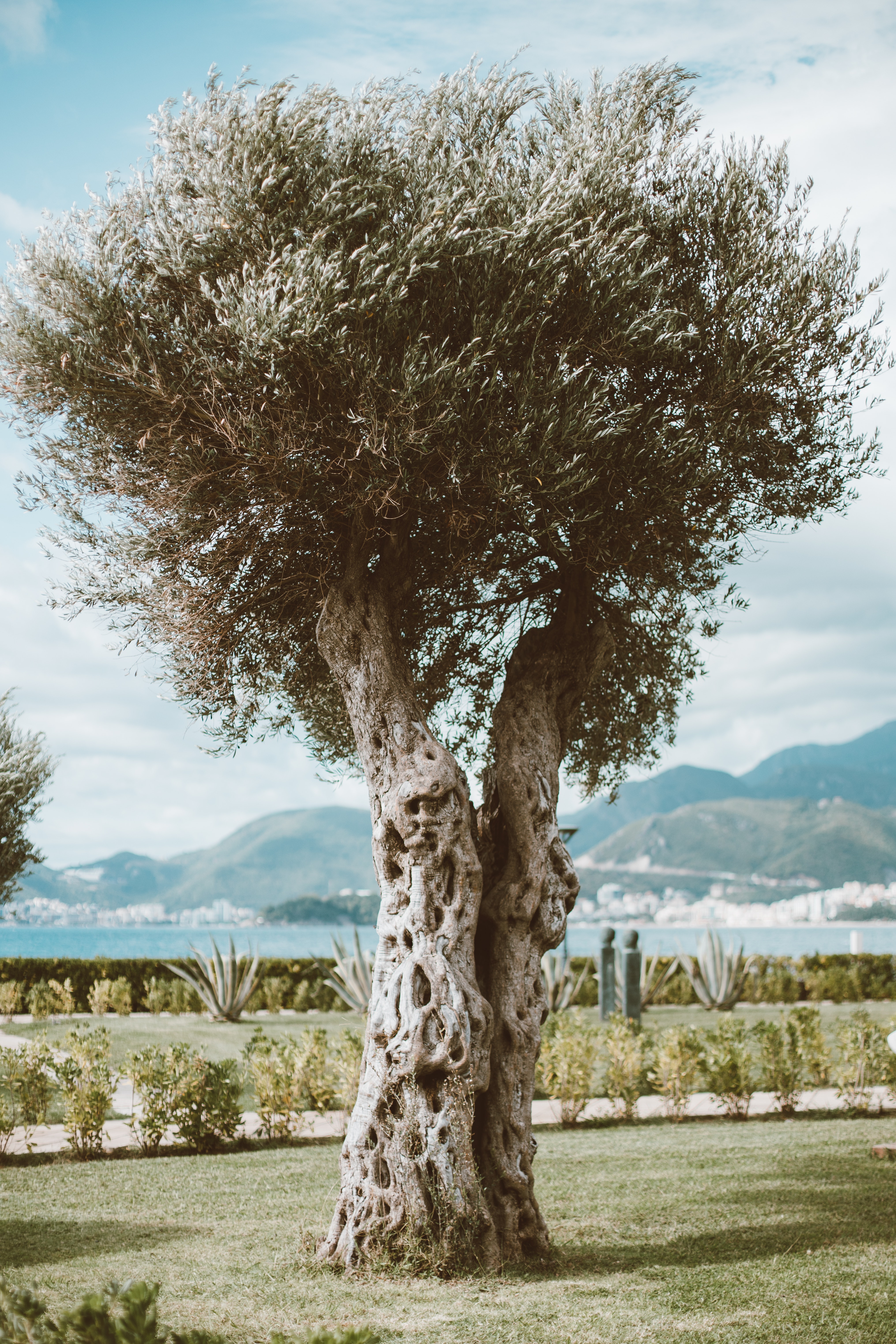 Olive Tree Wallpapers