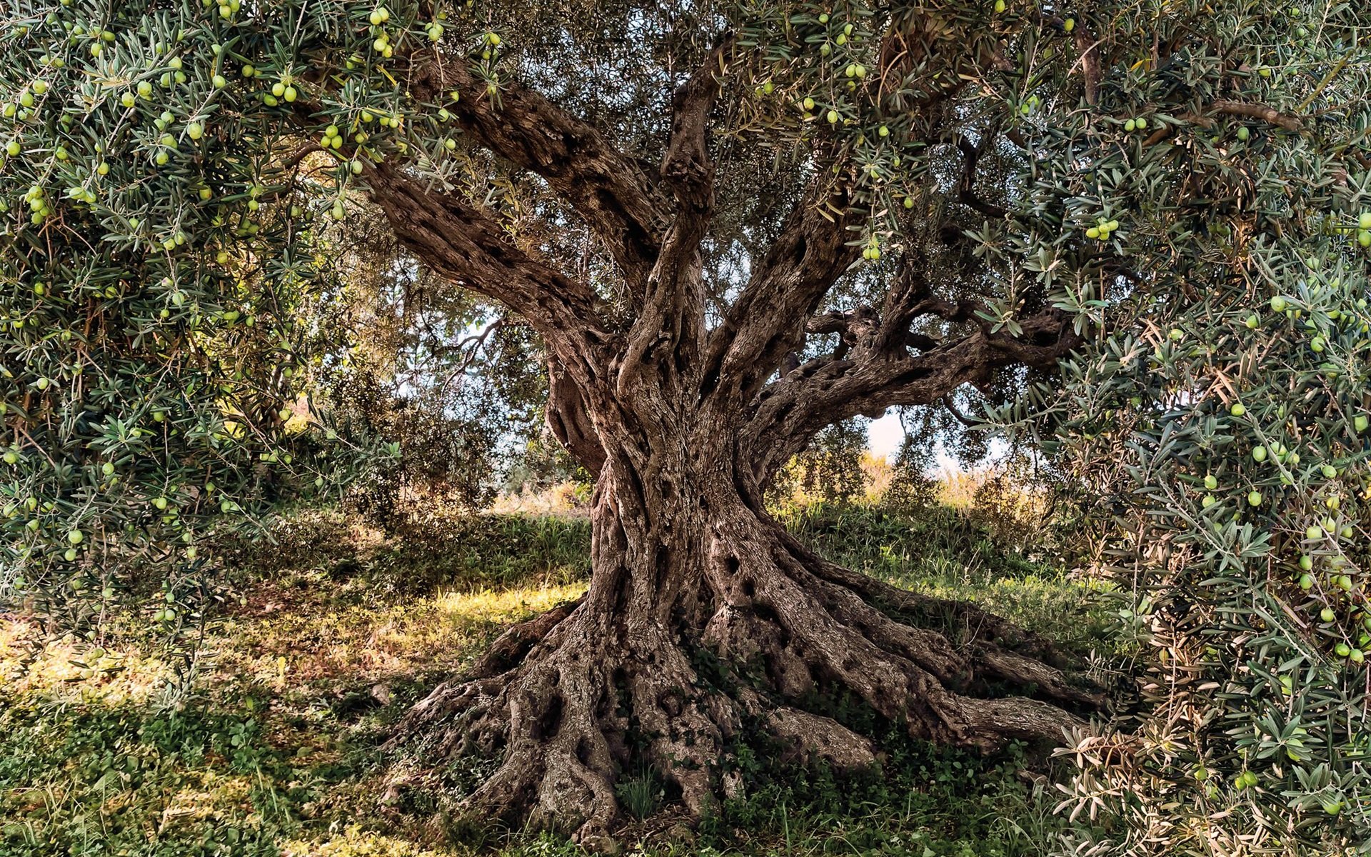 Olive Tree Wallpapers