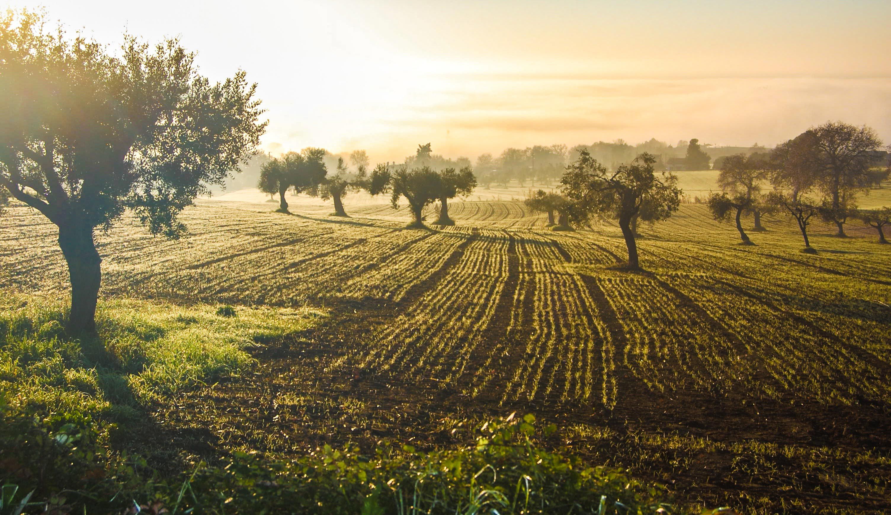 Olive Tree Wallpapers