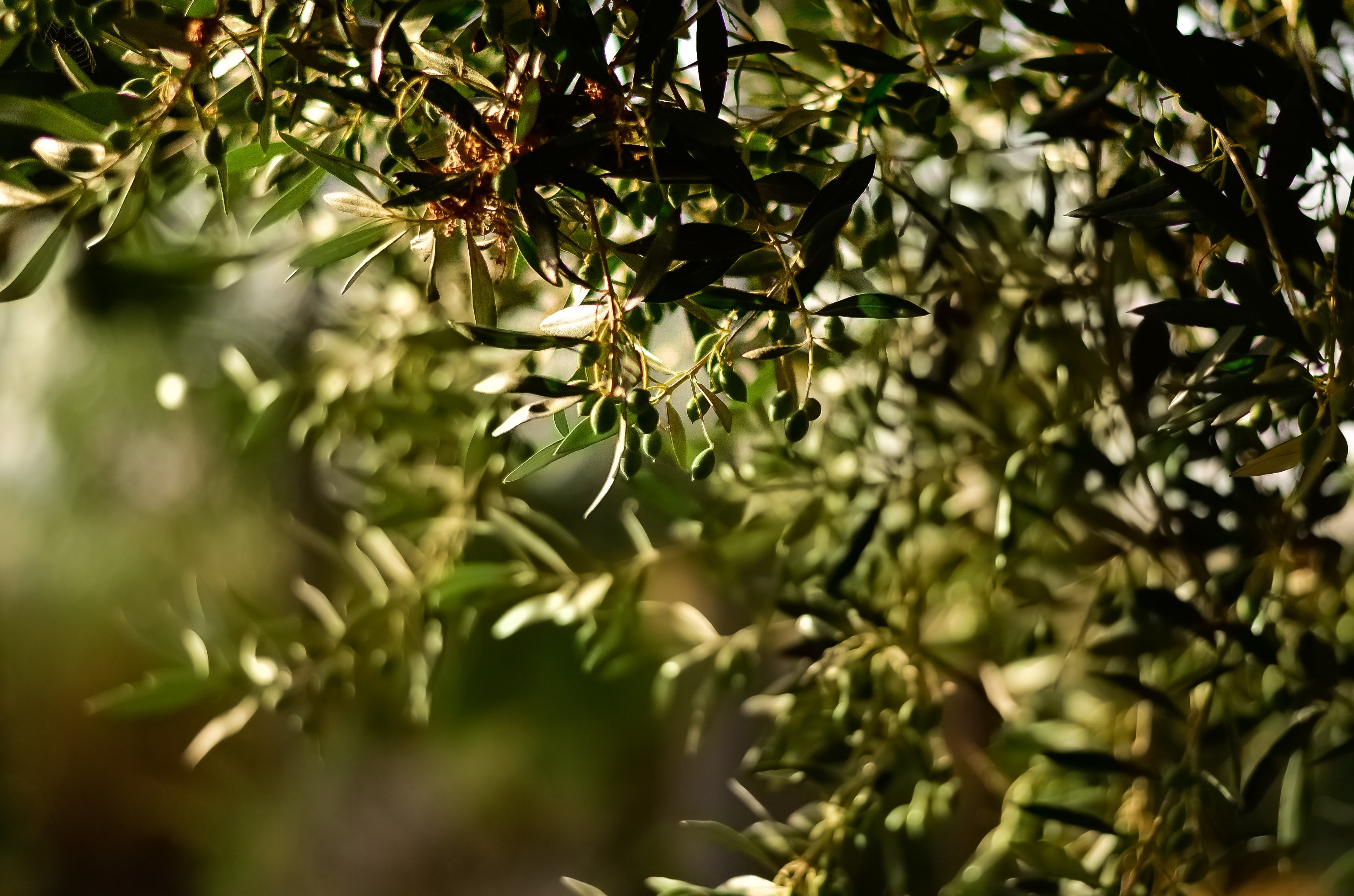 Olive Tree Wallpapers