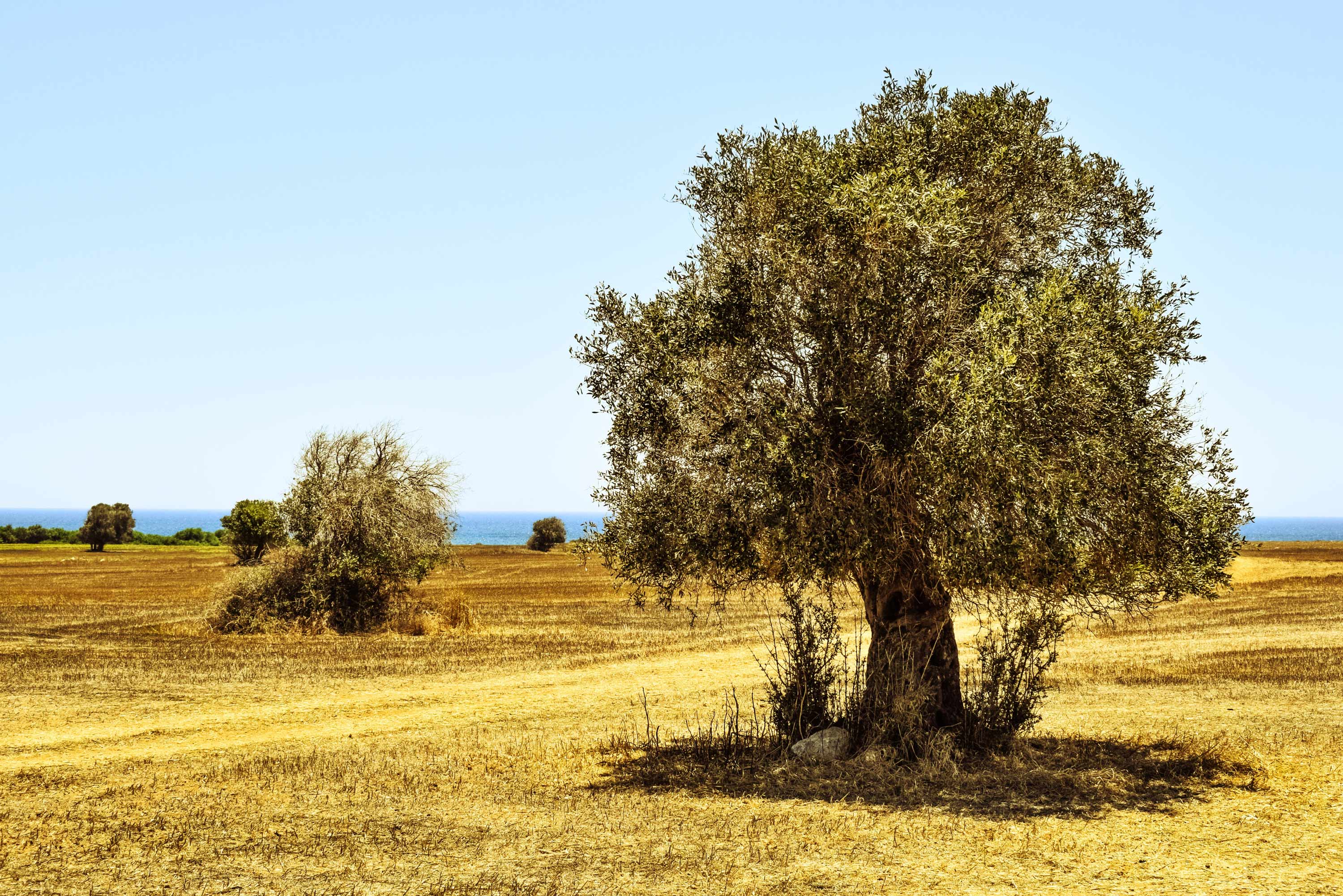 Olive Tree Wallpapers