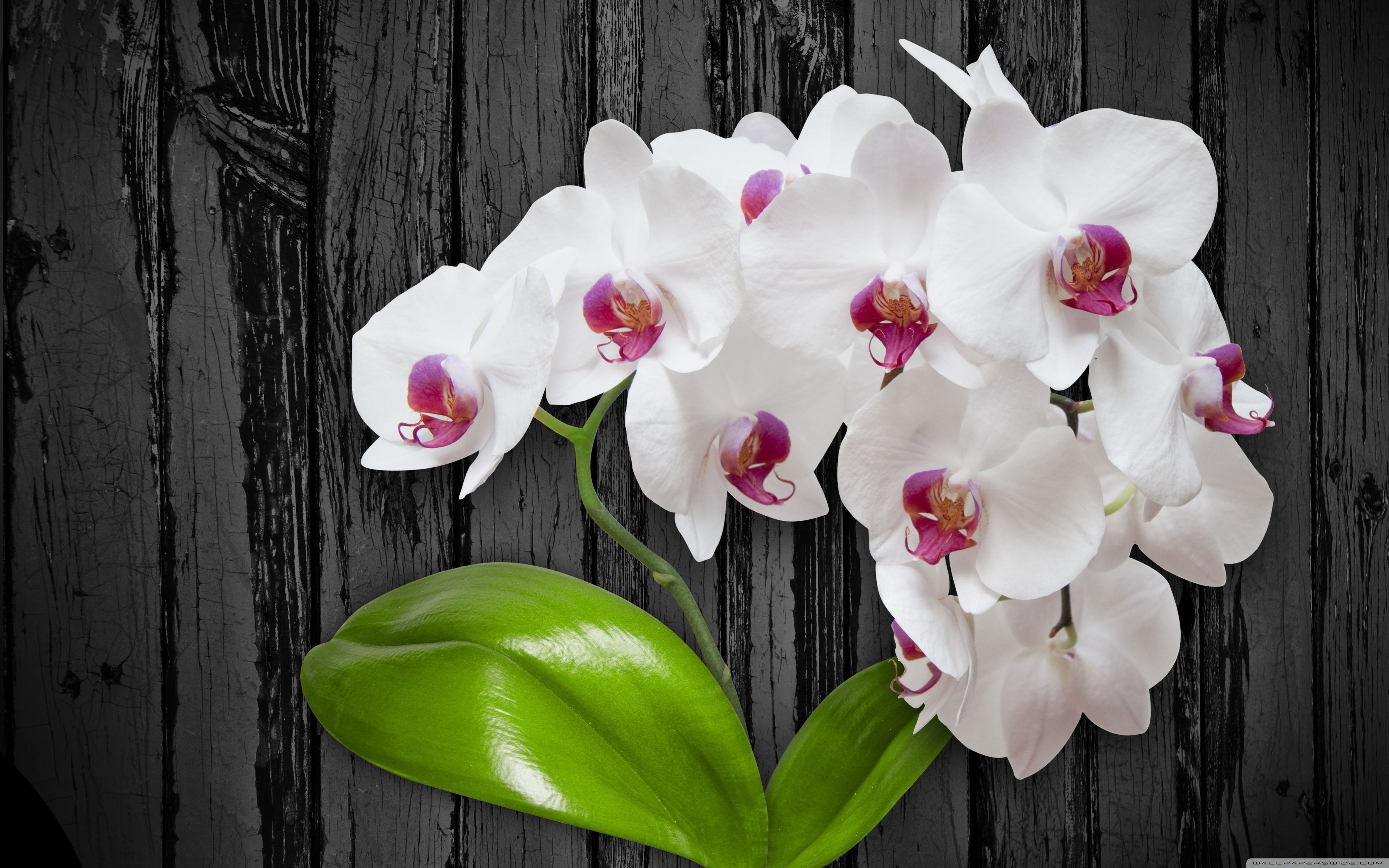 Orchid Desktop Wallpapers