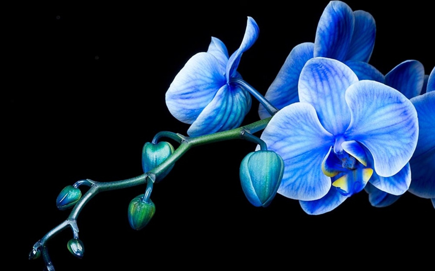 Orchid Desktop Wallpapers