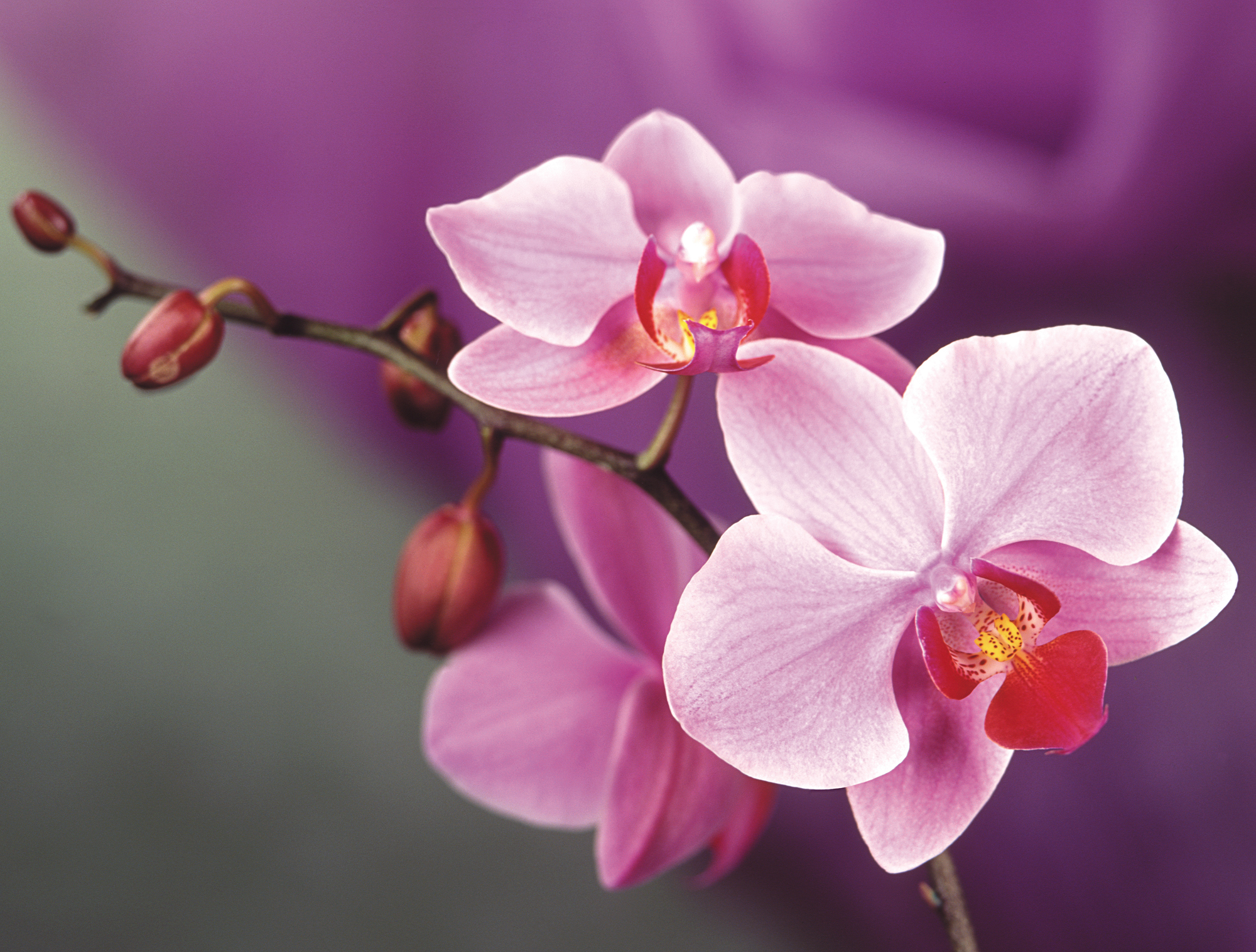 Orchid Desktop Wallpapers