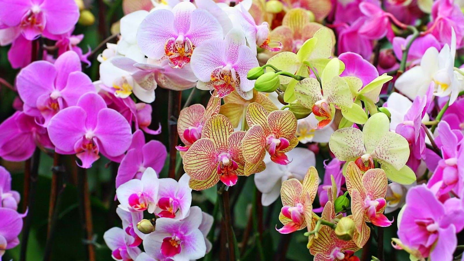 Orchid Gardens Wallpapers