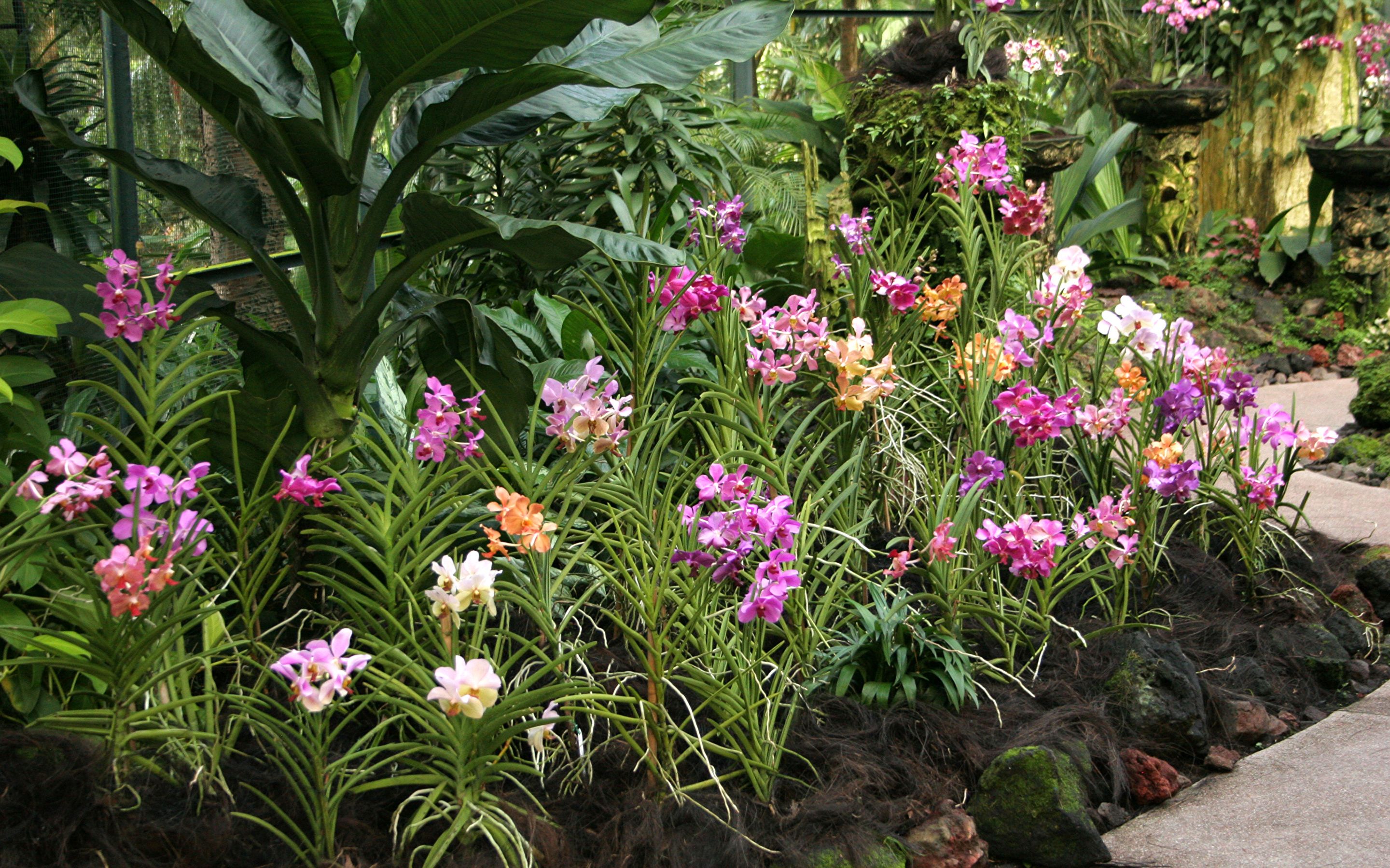 Orchid Gardens Wallpapers