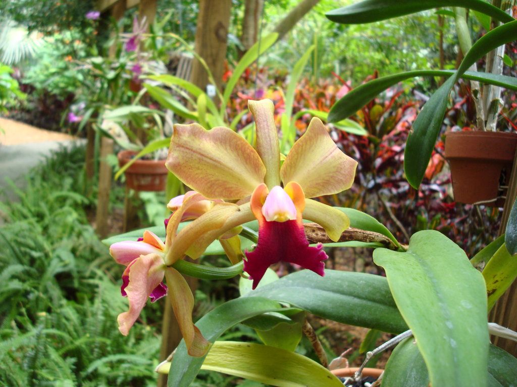 Orchid Gardens Wallpapers