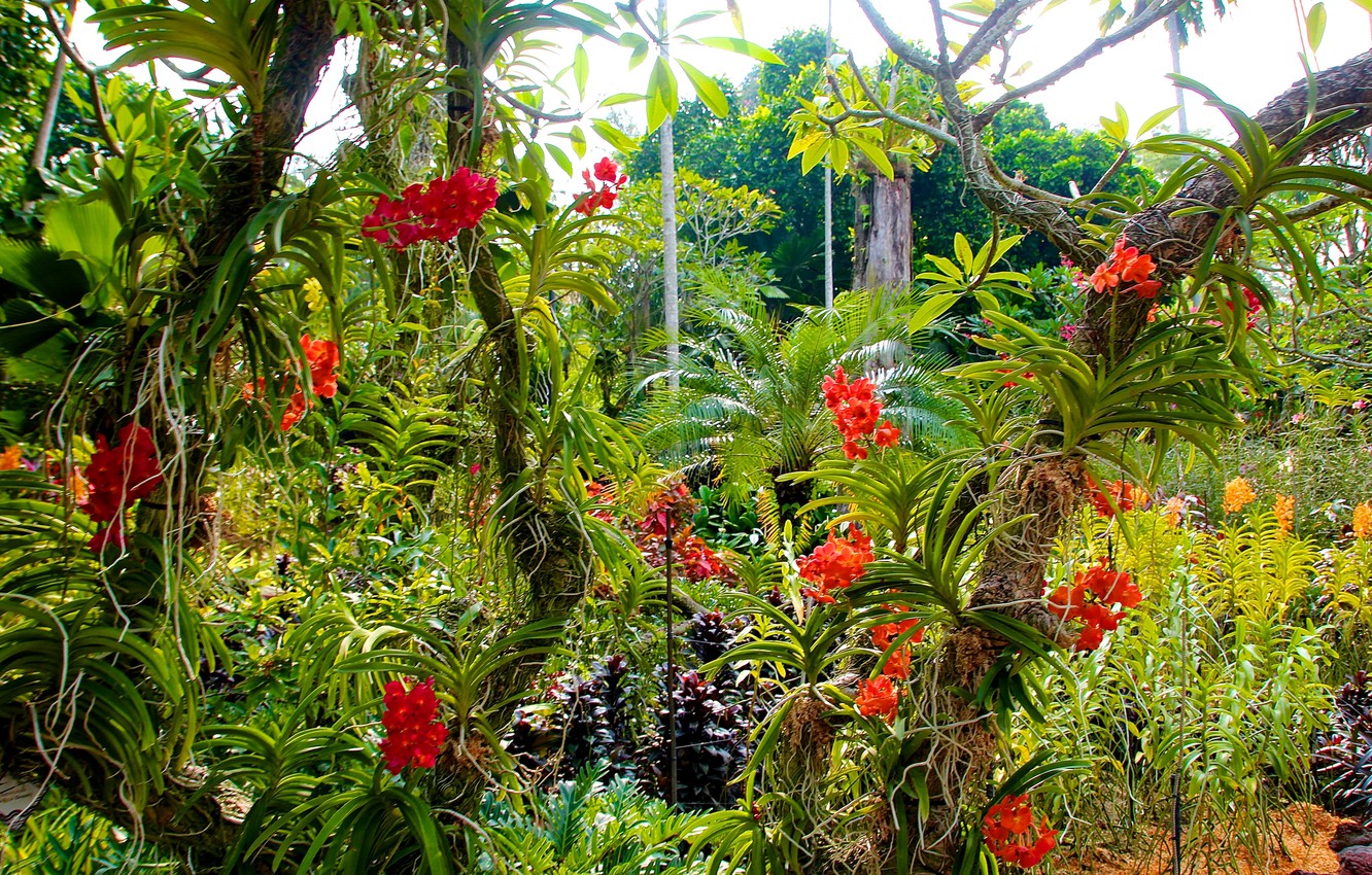 Orchid Gardens Wallpapers