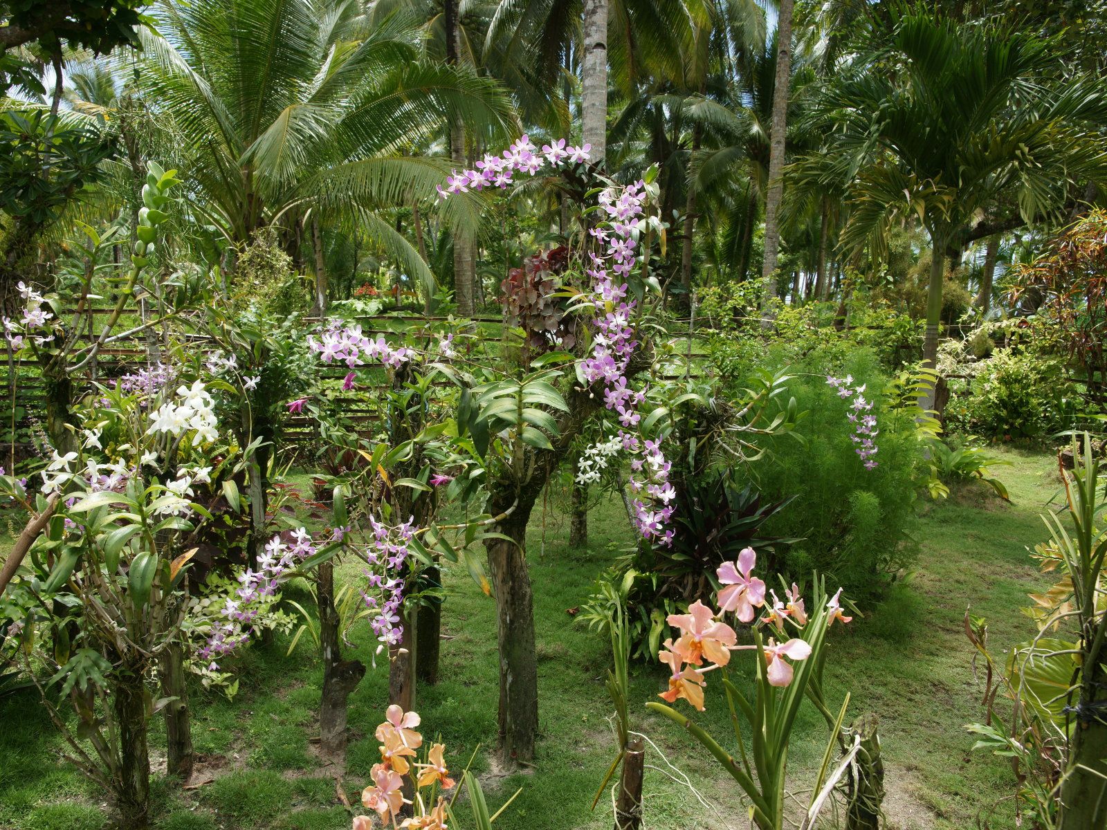 Orchid Gardens Wallpapers