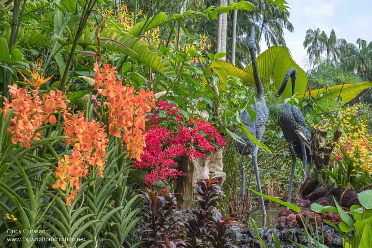 Orchid Gardens Wallpapers