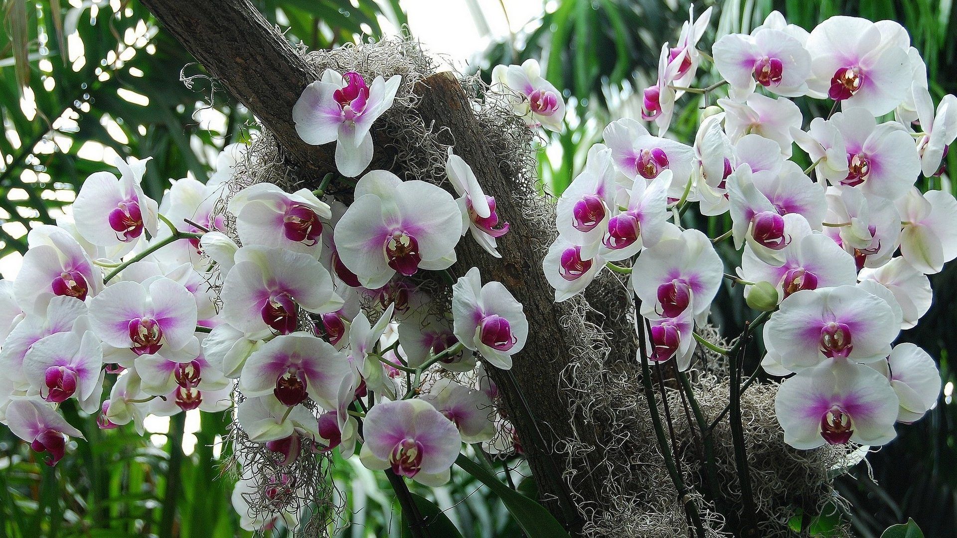 Orchid Gardens Wallpapers