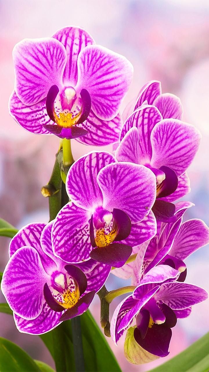 Orchid Gardens Wallpapers