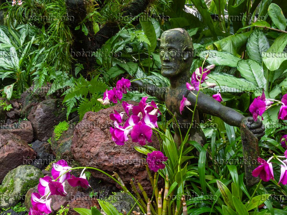 Orchid Gardens Wallpapers