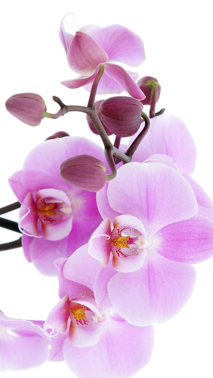 Orchid Gardens Wallpapers