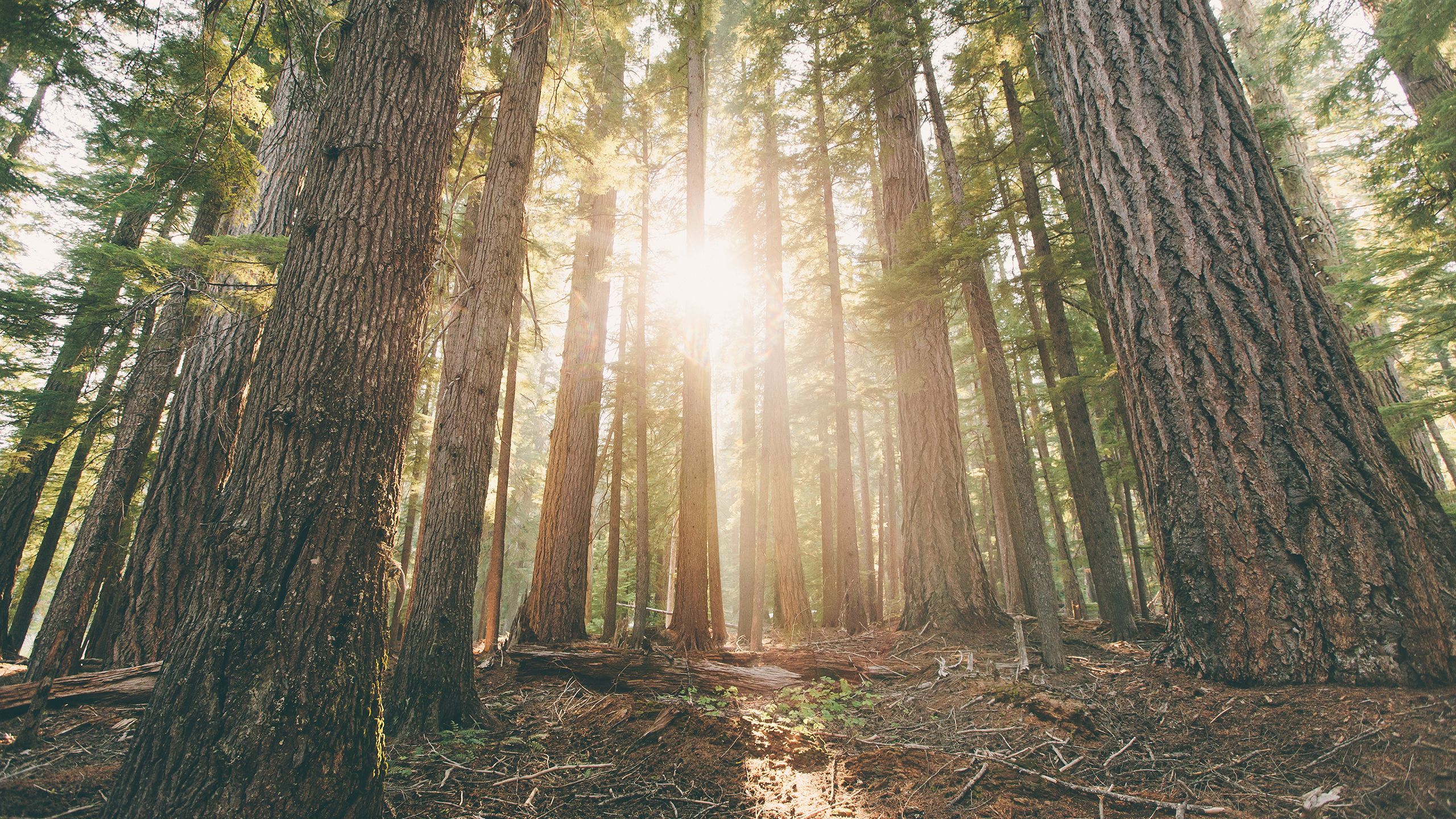 Oregon Forest Wallpapers