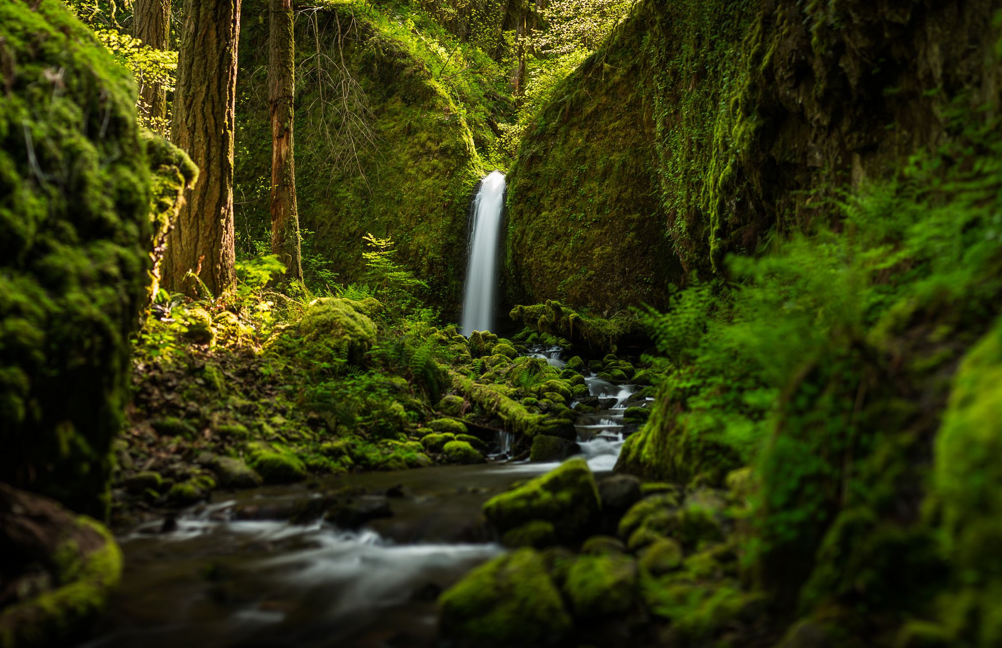 Oregon Forest Wallpapers