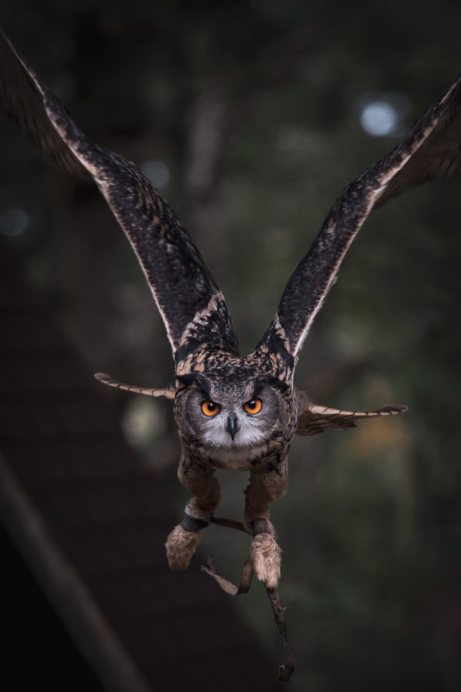 Owl Flying Wallpapers