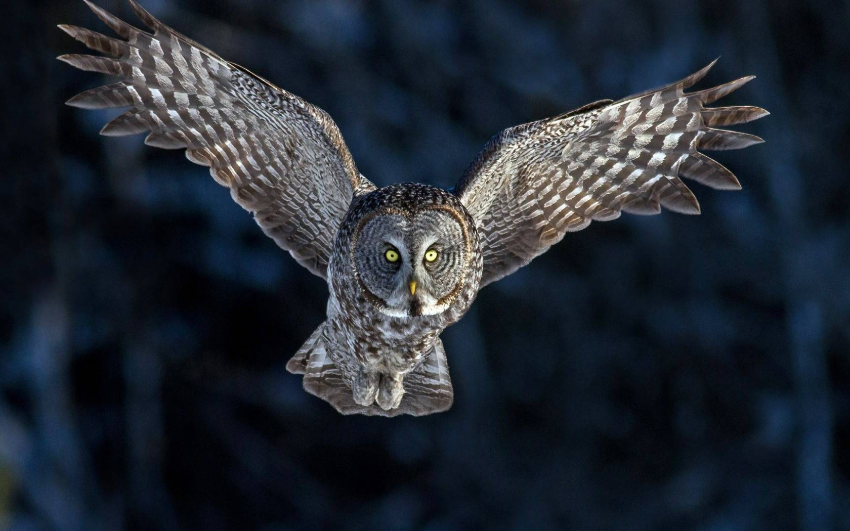 Owl Flying Wallpapers