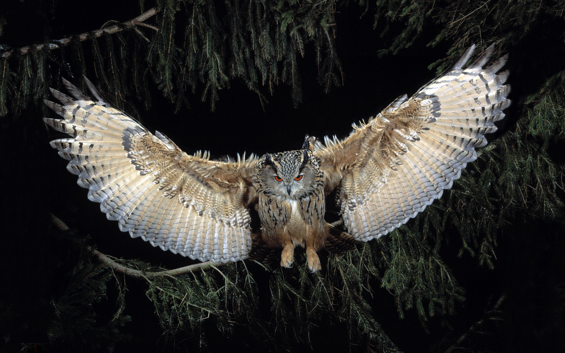 Owl Flying Wallpapers