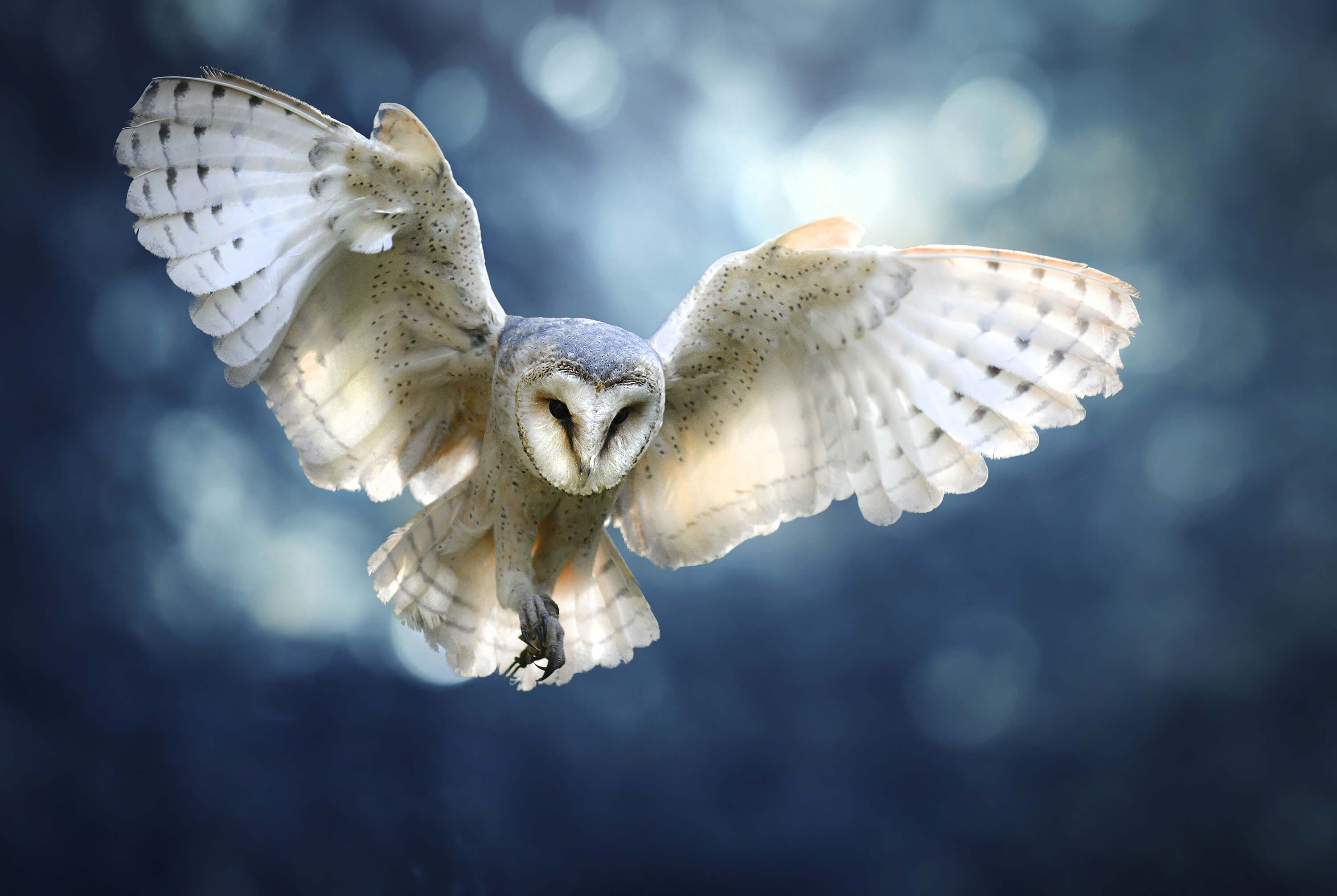 Owl Flying Wallpapers