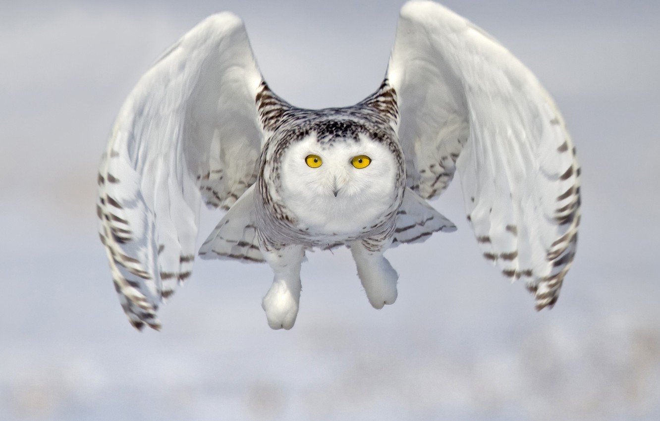 Owl Flying Wallpapers