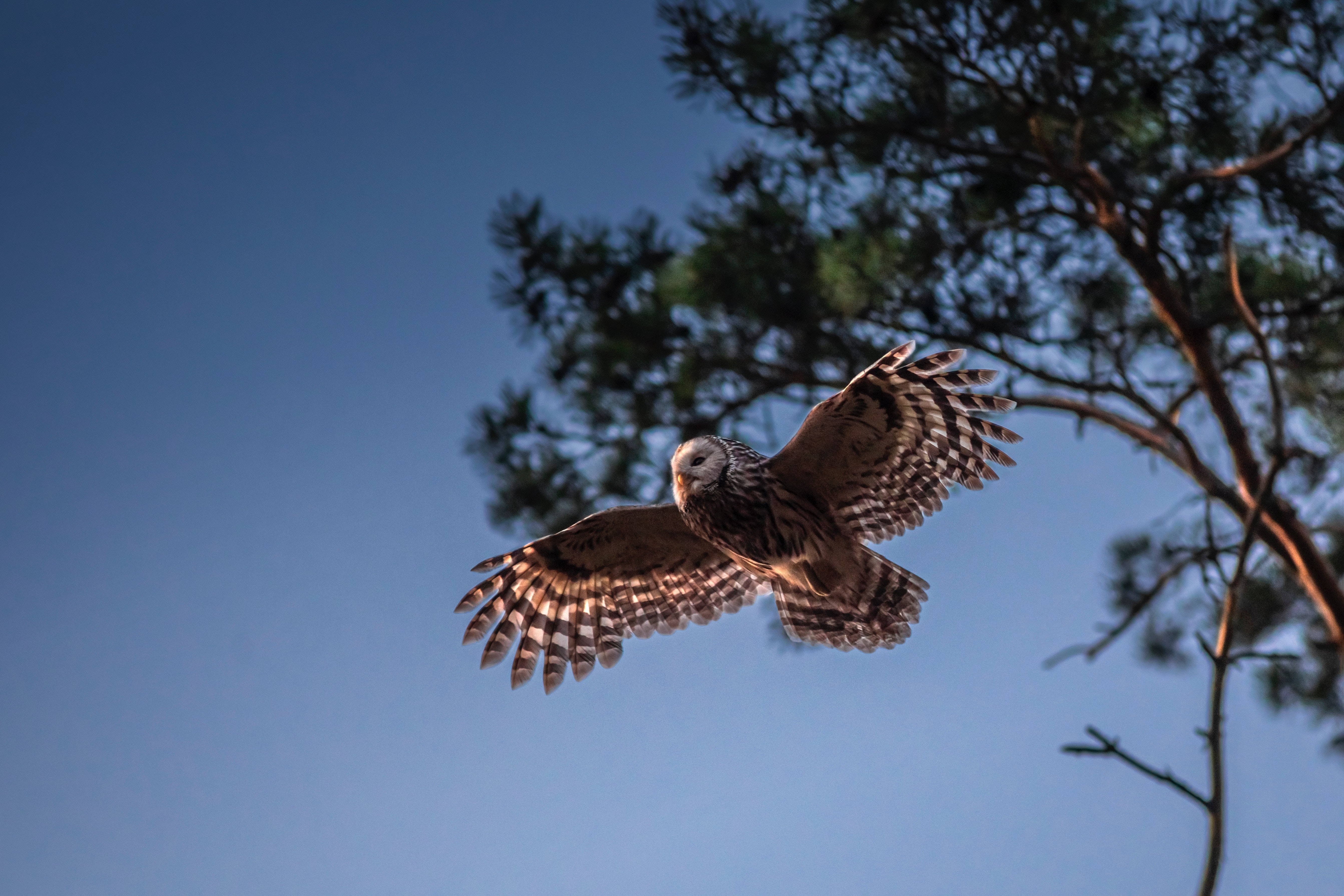 Owl Flying Wallpapers