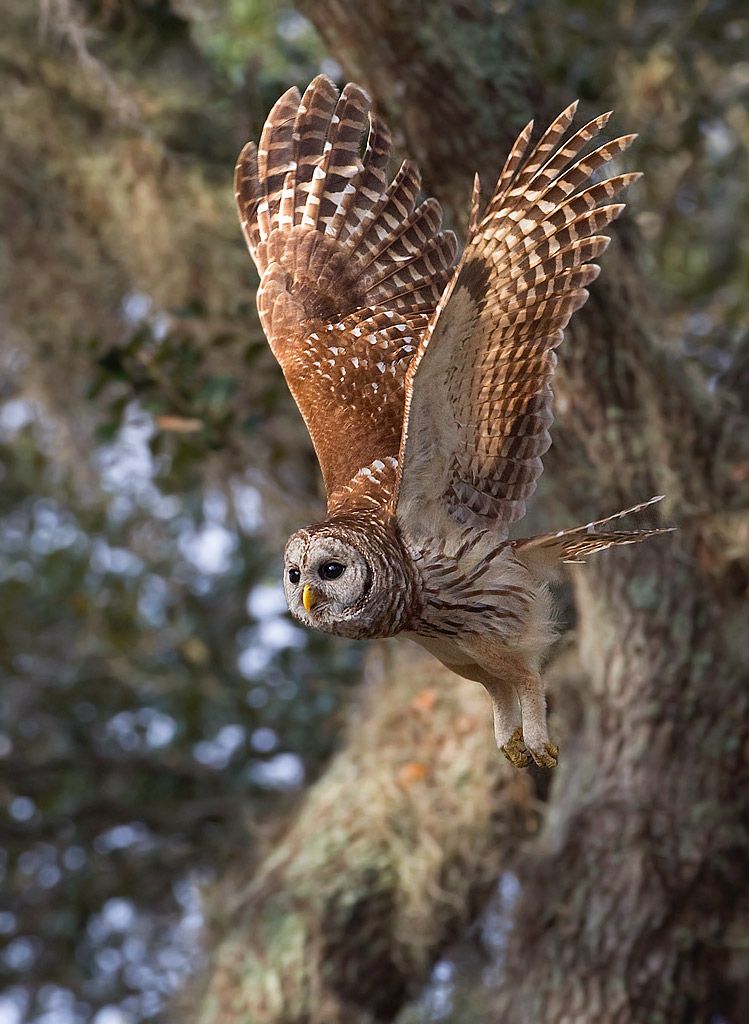 Owl Flying Wallpapers