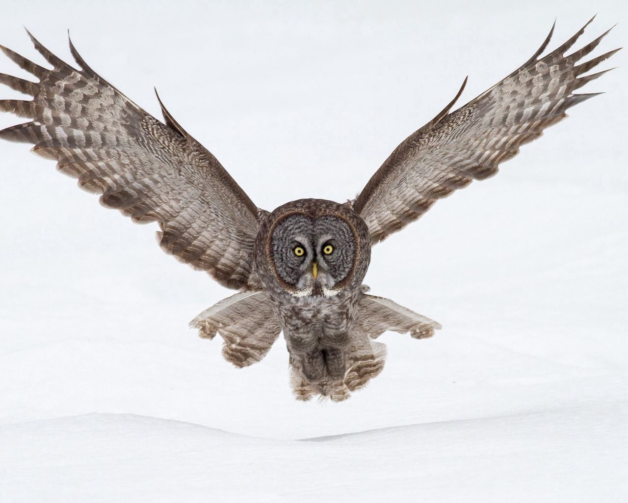 Owl Flying Wallpapers