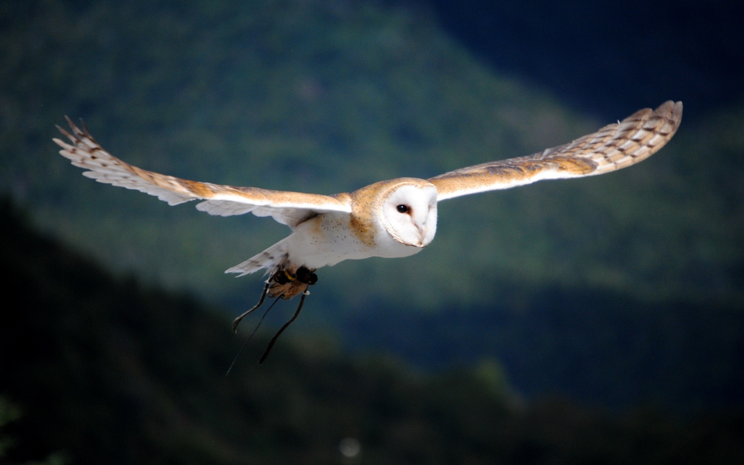 Owl Flying Wallpapers