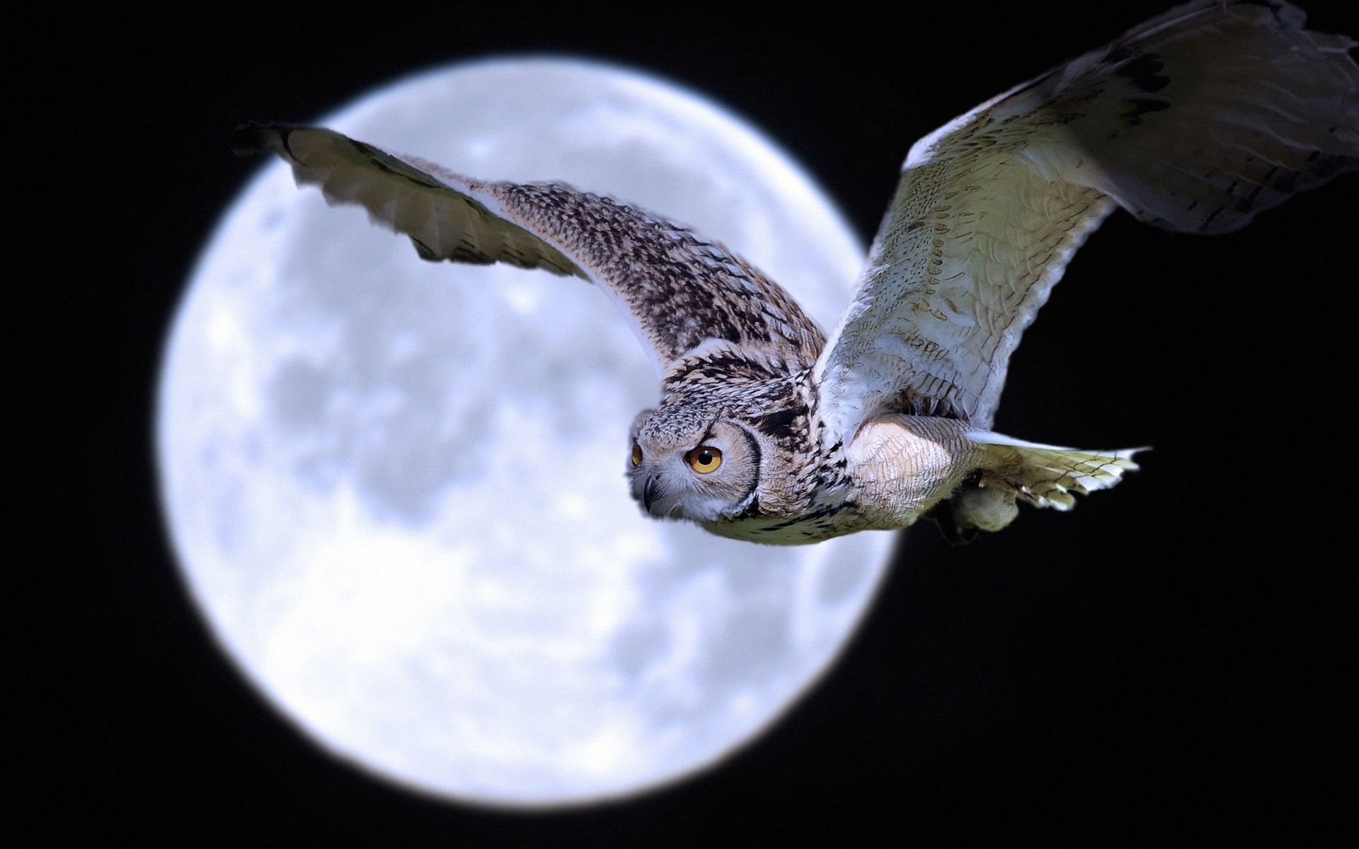 Owl Flying Wallpapers